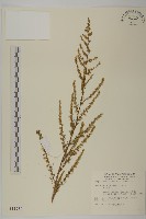 茵蔯蒿藏品圖，第1張