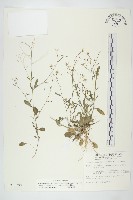 玉山筷子芥藏品圖，第1張