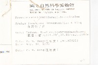 玉山筷子芥藏品圖，第2張