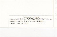 玉山筷子芥藏品圖，第3張