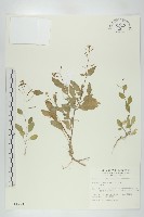 葶藶藏品圖，第1張