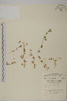 阿里山繁縷藏品圖，第1張