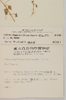 阿里山繁縷藏品圖，第2張