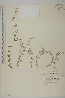 阿里山繁縷藏品圖，第1張