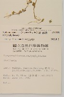 阿里山繁縷藏品圖，第2張