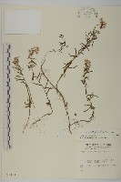 玉山抱莖籟簫藏品圖，第1張