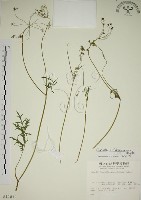 玉山茴香藏品圖，第1張