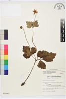 小白頭翁、野棉花藏品圖，第1張