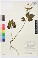 小白頭翁、野棉花藏品圖，第1張