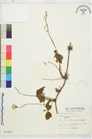 繡球藤藏品圖，第1張