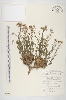 齒葉南芥、齒葉筷子芥藏品圖，第1張