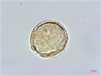 齒葉南芥、齒葉筷子芥藏品圖，第2張