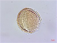 齒葉南芥、齒葉筷子芥藏品圖，第3張