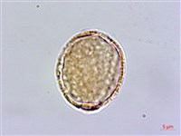 齒葉南芥、齒葉筷子芥藏品圖，第4張