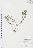 玉山龍膽藏品圖，第1張