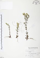 玉山龍膽藏品圖，第1張