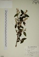 大葉溲疏藏品圖，第1張