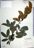 疏花魚藤藏品圖，第1張