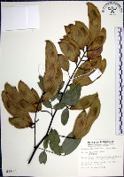 疏花魚藤藏品圖，第1張