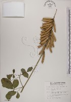 黃野百合藏品圖，第1張