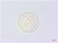 黃野百合藏品圖，第2張