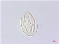 黃野百合藏品圖，第3張