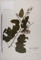 菊花木藏品圖，第1張