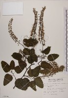 菊花木藏品圖，第1張