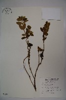 忍冬、金銀花藏品圖，第1張