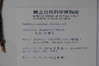 忍冬、金銀花藏品圖，第2張