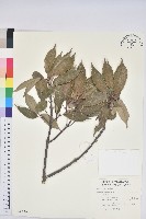 青剛櫟、鐵椆藏品圖，第1張