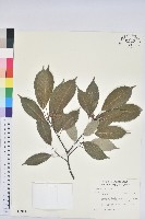 青剛櫟、鐵椆藏品圖，第1張