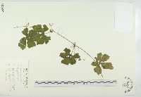 苦瓜藏品圖，第1張