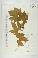 雙輪瓜藏品圖，第1張