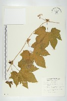 雙輪瓜藏品圖，第1張