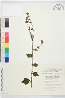 刺蒴麻藏品圖，第1張