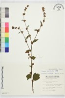 刺蒴麻藏品圖，第1張