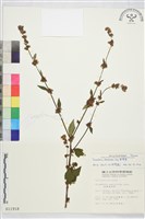 刺蒴麻藏品圖，第1張