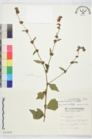 刺蒴麻藏品圖，第1張