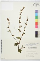 刺蒴麻藏品圖，第1張
