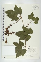 括樓藏品圖，第1張