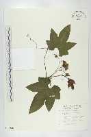 括樓藏品圖，第1張