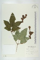 括樓藏品圖，第1張