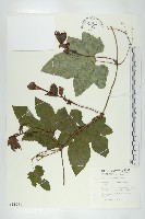 括樓藏品圖，第1張