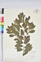 土密樹藏品圖，第1張