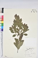 土密樹藏品圖，第1張