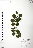 馬甲子藏品圖，第1張