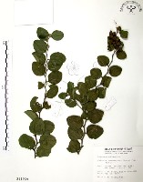 馬甲子藏品圖，第1張