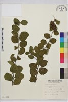 馬甲子藏品圖，第2張