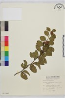 馬甲子藏品圖，第2張